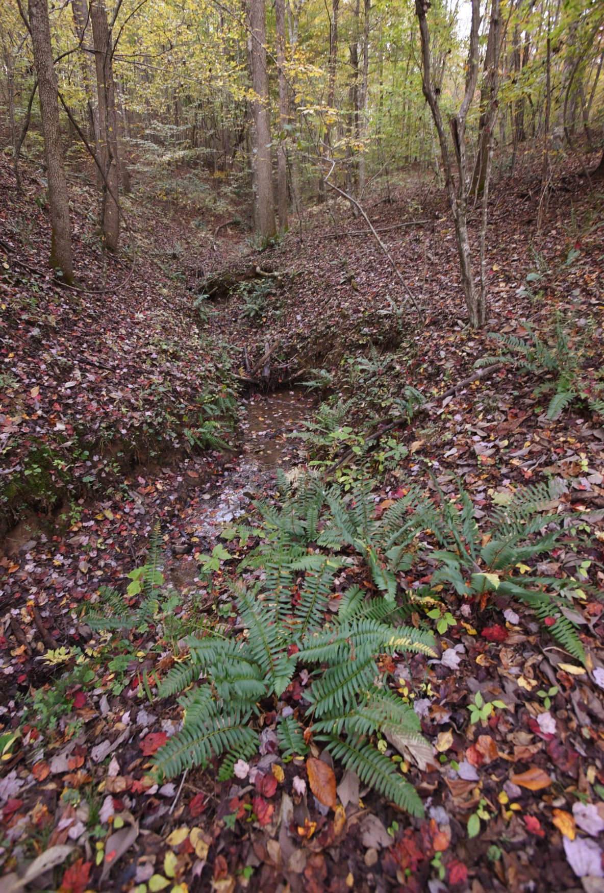Knight Brown Nature Preserve